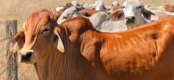 Why Should You Raise Brahman Cattle